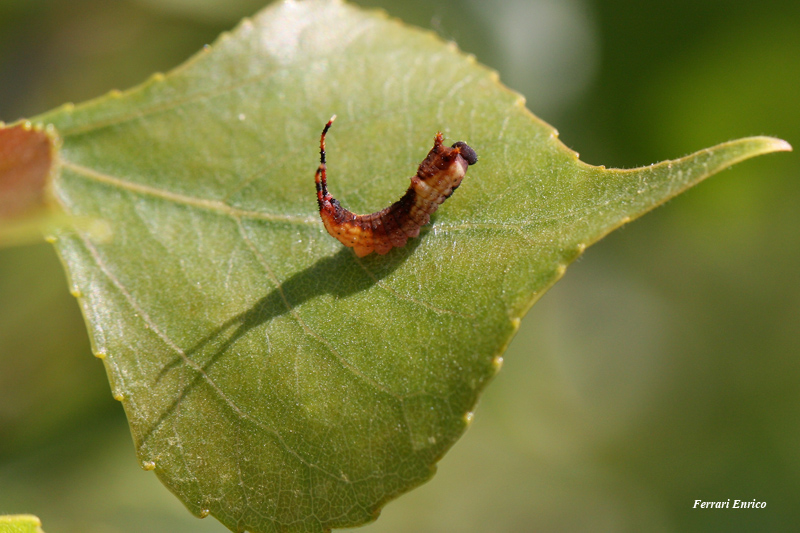 Cerura vinula!